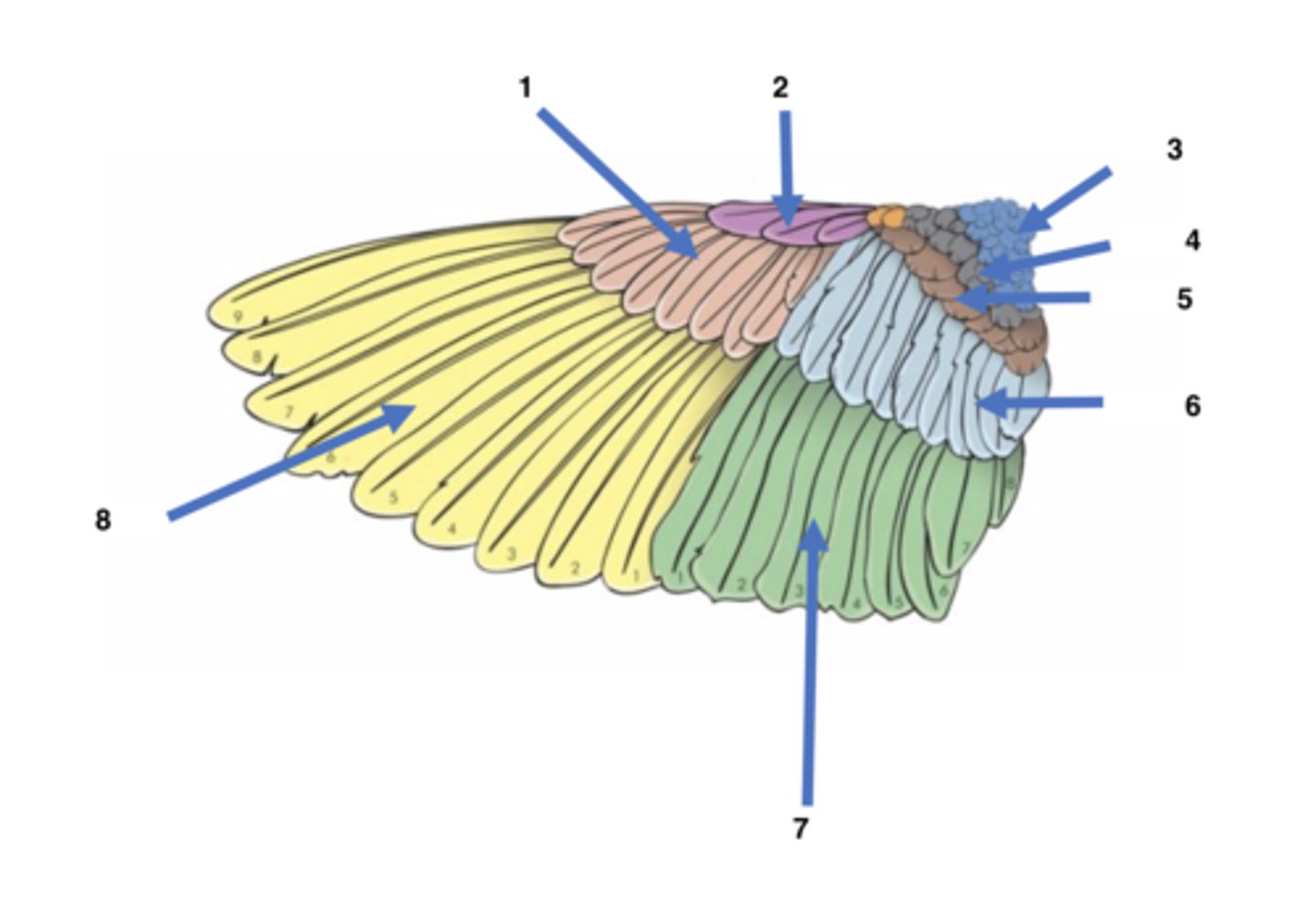 <p>Above Median Coverts</p>