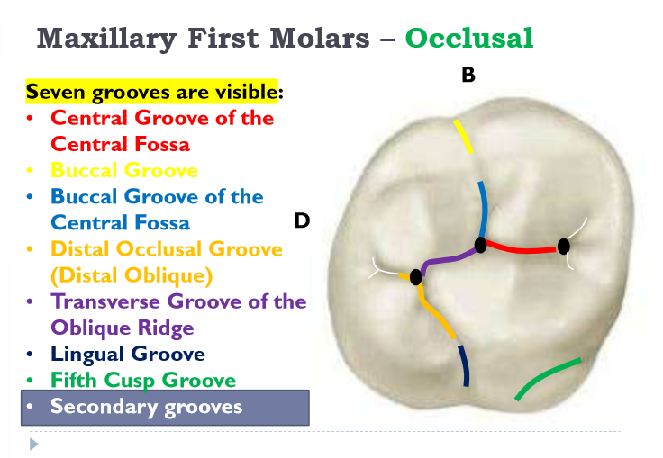 <p>-Buccal groove of the central Fossa</p><p>-Distal occlusal groove (distal oblique)</p><p>-Transverse groove of the oblique ridge</p><p>-Lingual groove</p><p>-5th cusp groove</p><p>-Central groove of the central fossa</p><p>-buccal groove</p><p>(Think: BF David Took Like 5 Crazy Badgers)</p>