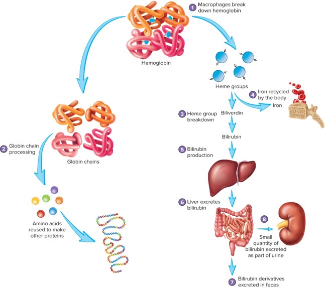 <p>RBCs will rupture (hemolysis) at the end of their life and the hemoglobin is broken down by macrophages – occurs largely in the spleen </p>