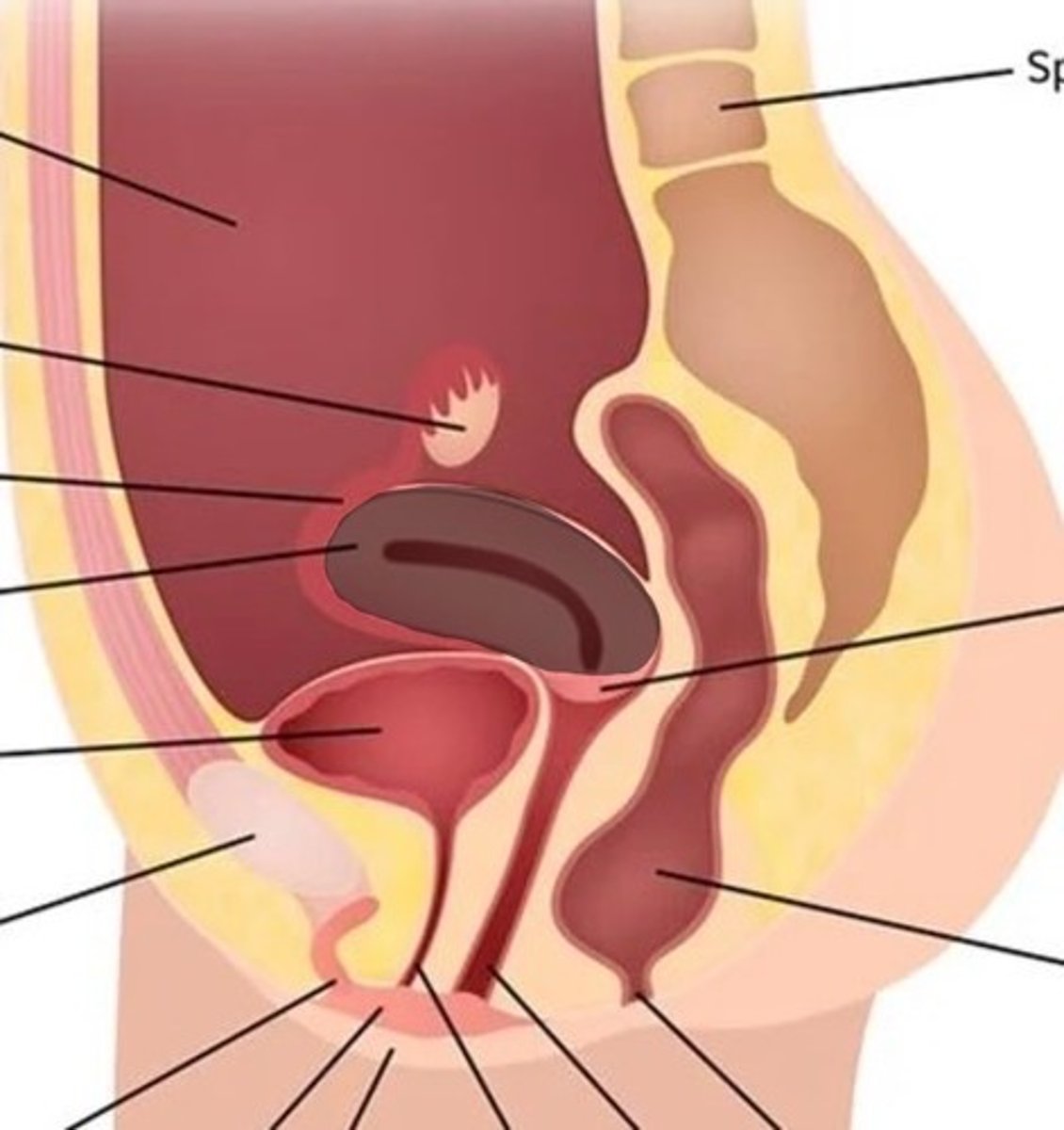 <p>Female reproductive organ above the urinary bladder</p>