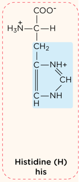 <p>positively charged R group</p>