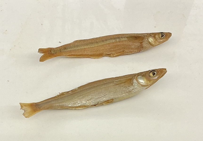 <p>Name the order</p>