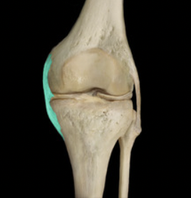 <p>MCL (posterior view)</p>