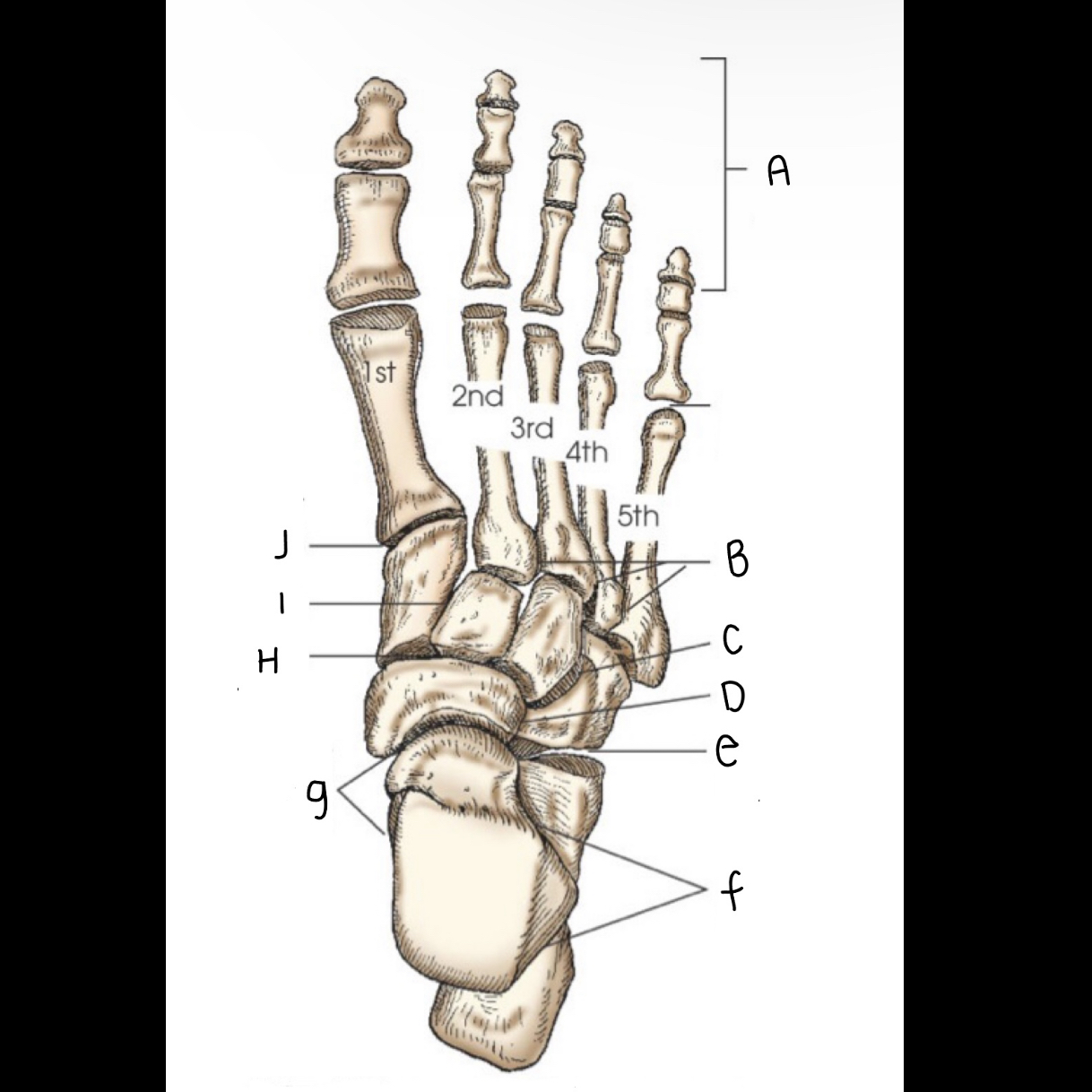 <p>What letter is J pointing to?</p>