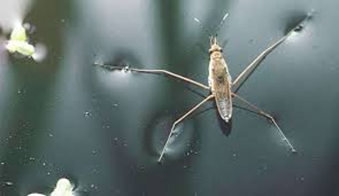 <p>Water molecules want to cling to each other. At the surface, however, there are fewer water molecules to cling to since there is air above (thus, no water molecules). This results in a stronger bond between those molecules that actually do come in contact with one another, and a layer of strongly bonded water. This surface layer creates a considerable barrier between the atmosphere and the water.</p>