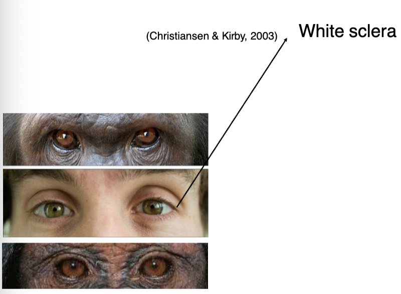 <p>White sclera (visible eye-whites)</p><ul><li><p>Enhances <strong>eye-gaze visibility</strong> and <strong>joint attention</strong></p></li></ul><p></p><p><span data-name="brain" data-type="emoji">🧠</span> <strong>Why it matters for language</strong>:</p><ul><li><p class="">Supports <strong>nonverbal communication</strong><br>→ Easier to follow others' gaze and intentions</p></li><li><p class="">Enables <strong>shared attention</strong><br>→ Crucial for <strong>teaching</strong>, <strong>pointing</strong>, and <strong>symbol grounding</strong></p><p class=""></p><ul><li><p class="">Grand apes prefer head movement over eye gaze</p></li><li><p>Babies (12-18 mo) prefer eye gaze over head movement</p></li></ul></li></ul><p></p><p><span data-name="ladder" data-type="emoji">🪜</span> <strong>Preadaptation defined</strong>:</p><figure data-type="blockquoteFigure"><div><blockquote><p class="">A <strong>biological trait</strong> that evolved for another function but <strong>facilitated language evolution</strong>.</p></blockquote><figcaption></figcaption></div></figure><p></p>