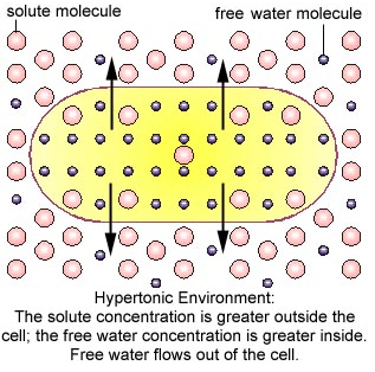 <p>The water concentration INSIDE the cell is greater then OUTSIDE the cell.</p><p>(more solute outside then inside)</p>