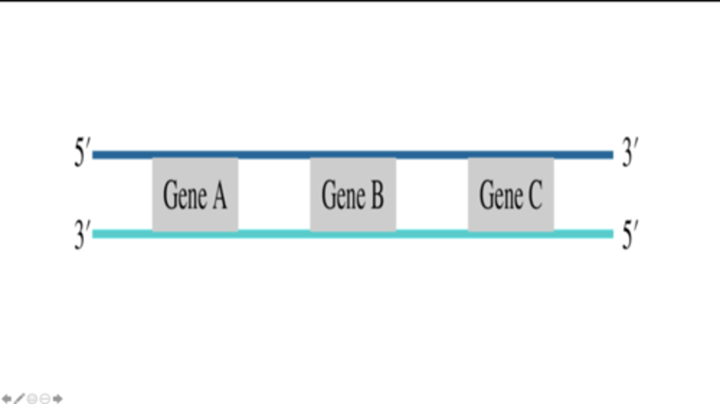 <p>RNA synthesis occurs from left to right for gene A and gene B, whereas RNA synthesis occurs from right to left for gene C.</p>