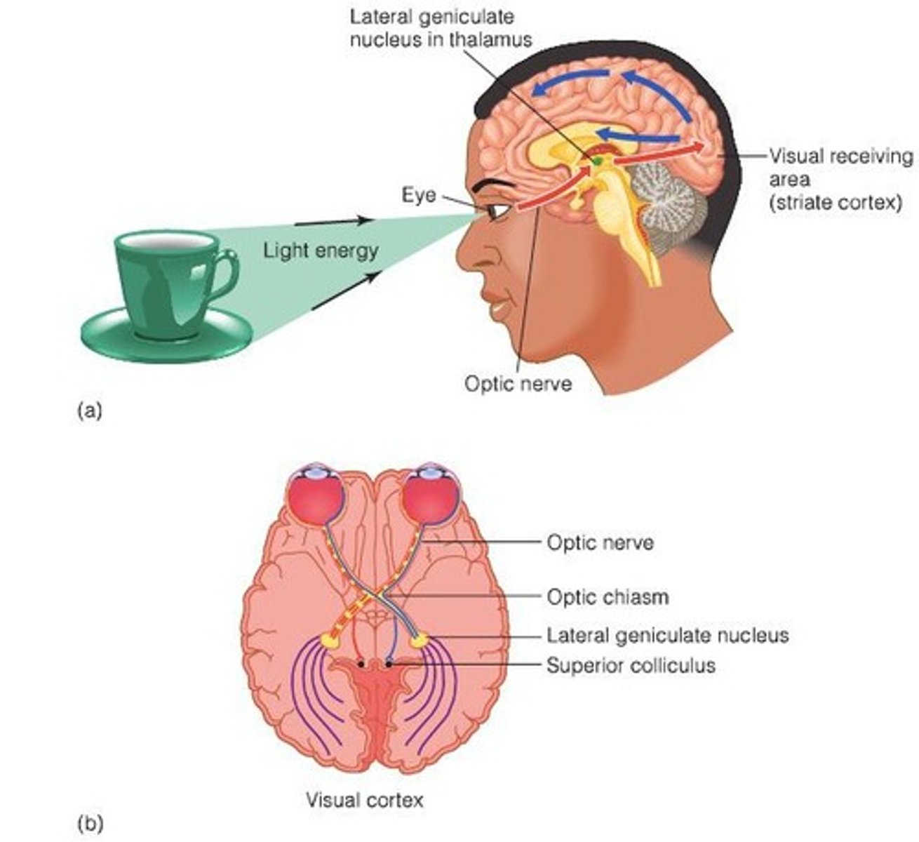 <p>It is where signals from each half of the retina meet, with half going to the ipsilateral LGN and half to the contralateral LGN.</p>