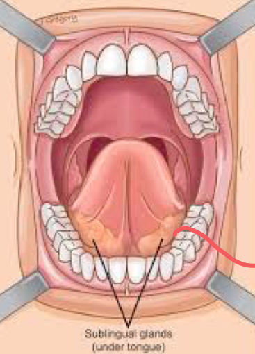 The sublingual gland is the smallest of the 3 major salivary glands 

\
Lies superior to the mylohyoid muscle, in the sublingual fossa (shallow) 

\
Empties into the floor of the mouth by 12 short ducts, locates along th sublingual fold. 

\
N →

Parasympathetic fibers from the facial nerve (CN VII) via the submandibular ganglion 

*Lingual Nerve* - crosses under submandibular duct on its way to the tongue! 

\
