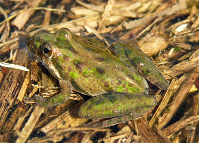<p>fl cricket frog other info</p>