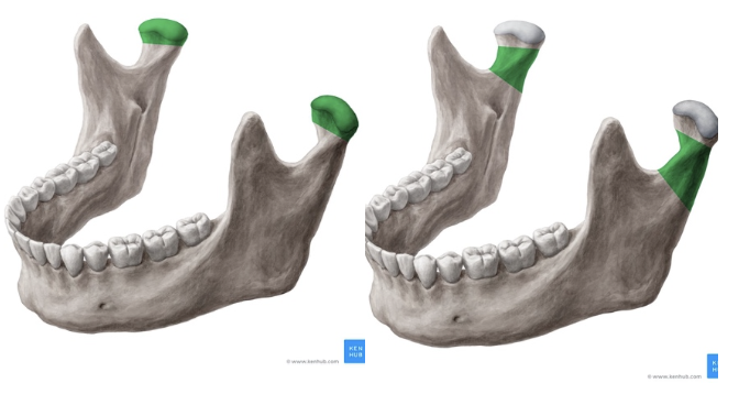 Cabeza, cuello y base