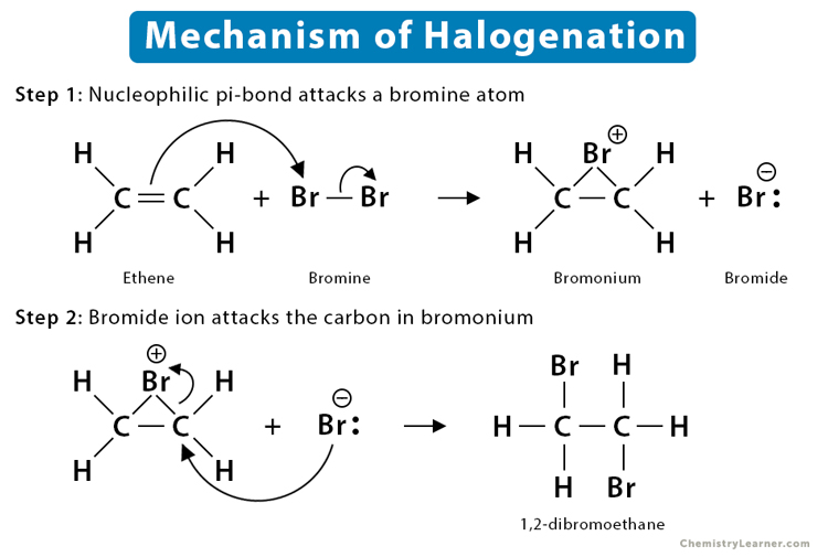 <p>“Add halogen”</p><p>Addition of HX (Br or Cl) to form a 1,2-dihalide. Bromonium or chloronium ion intermediate forms. Anti-stereochemistry reaction: halogens attack from opposite faces (“backside attack”). No regiochemistry/Markovnikov product b/c adding same atom (H2)</p>