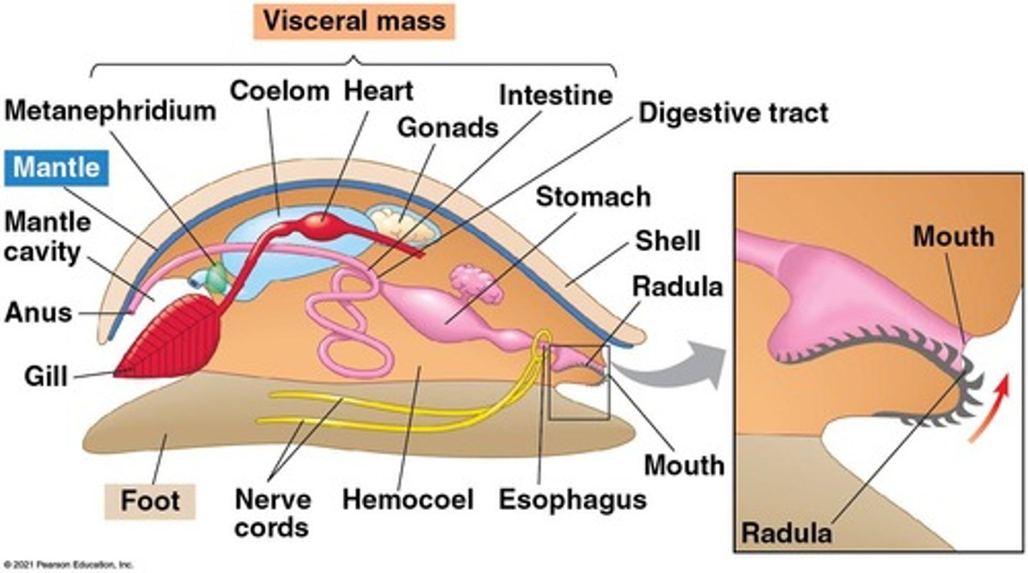 <p>Visceral mass, muscular foot, shell, mantle</p>
