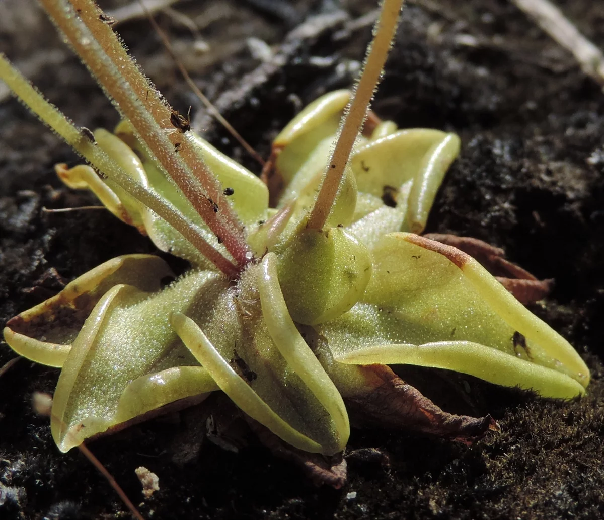 <p>Butterwort </p>