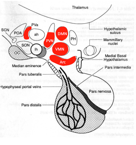 <ul><li><p>Tripeptide stimulating synthesis and release of TSH as well as PRL.</p></li><li><p>Plays also a neuromodulator role, i.e. in the control of the sympathetic branch of the autonomic nervous system</p></li></ul><p></p>
