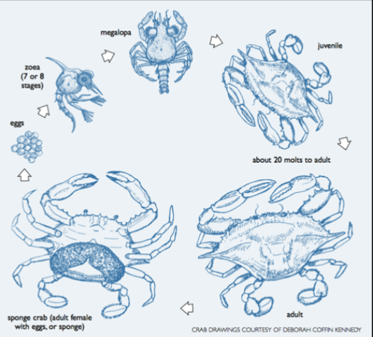 <p>eggs → zoea (7/8 stages) → megalopa → juvenille → 20 molts to adult → adult </p>