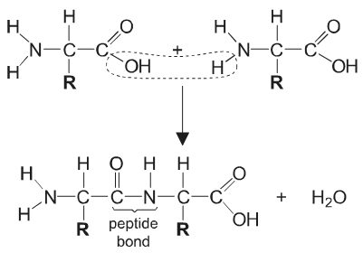 <p>a. at least one of the amino acid structures completely correct</p><p style="text-align: start">b. peptide bond shown with N–C and C=O and N–H correct</p><p style="text-align: start">c. release of water clearly shown</p>