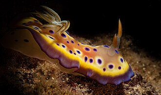 <p>What Phylum+Class is this?</p>