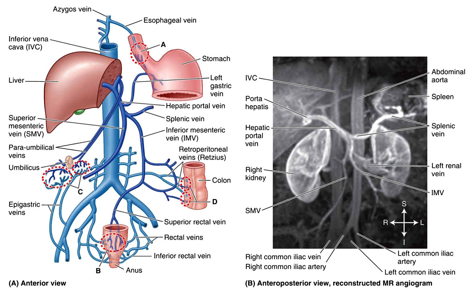 <p>Portal circulation (sơ đồ tuần hoàn cửa)</p><p>4 vị trí thông nối TM cửa với TMC trên/dưới</p>
