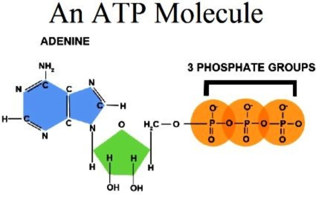 <p>What’s the <span style="color: rgb(162, 255, 157);">green</span> part of the ADP molecule called?</p>