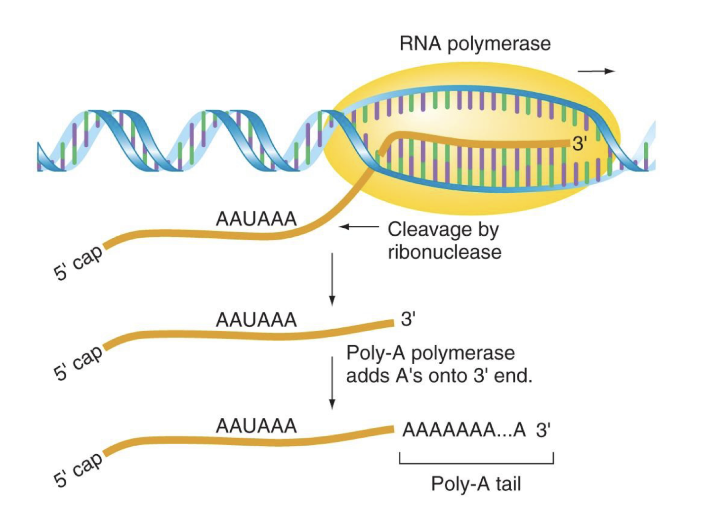 <p>adition of 100-200 adenosines to the 3’ end of the RNA</p><ul><li><p>NOT encoded for by the gene</p></li><li><p>located 11-30 nucs downstream of an AAUAAA sequence</p></li></ul><p></p><p><strong>ribonuclease</strong> (RNase → cuts rna) cleaves primary transcript at terminator sequence then <strong>poly-a</strong> <strong>polymerase</strong> adds As to the 3’ end</p><ul><li><p>critical for efficient translation, transportation out of nucleus, and preventing degradation by exonuclease (similar fx to 5’ methyl cap)</p></li></ul><p></p>