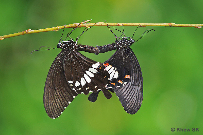 <p>some insects perform visual displays to attract mates, eg.) butterfly dance, firefly emissions</p>