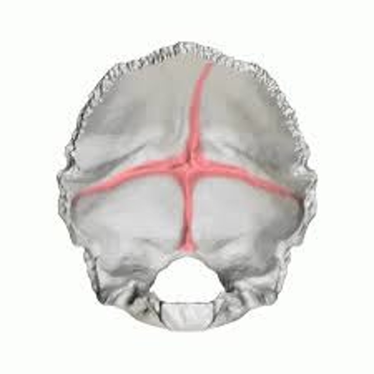 <p>This eminence divides the endocranial surface of the occipital squama into four fossae. It is so named because it is cross-shaped.</p>