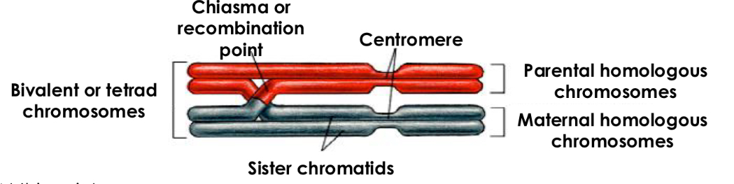 <p>-synaptonemal complex degraded and homologous chromosomes start seperating</p><p>-homologous chromosomes remain tightly boudn at chiasmata</p><p>-Meiosis may be paused: Human fetal oogenesis</p><p>→ all developing oocytes get to this stage and stop before birth (7. month of embryonic development) and remain until puberty</p>