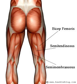biceps femoris, semitendinosus, semimembranosus 
