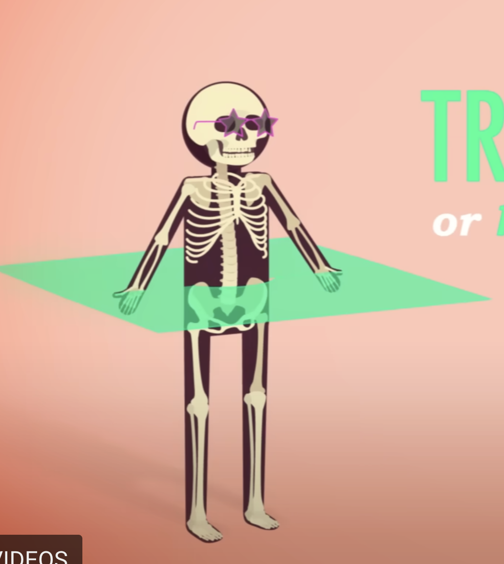 <p>A horizontal plane that divides the body into the <strong>top (superior) and bottom (inferior) </strong></p>
