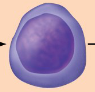 <p><u>Developmental pathway</u></p><p></p><ul><li><p>Phase 1: Ribosome synthesis</p></li></ul><p></p>