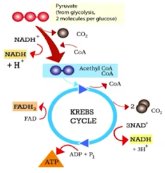 <p>The Krebs Cycle (Citric Acid Cycle)</p>