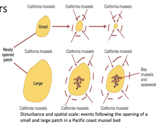 <ul><li><p> cannot extrapolate all interactions at small → large scale</p></li><li><p>larger patches created by disturbance may be qualitatively diff than small scale - outcomes may be diff</p></li><li><p>at habitat scale, potential for alternative stable states</p></li></ul><p></p>