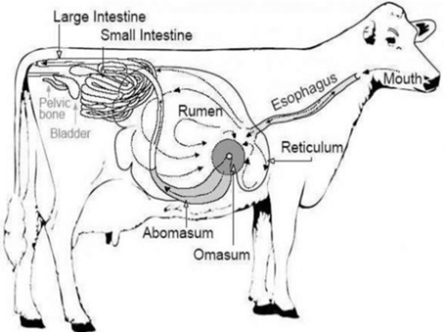 <p>1. Rumen</p><p>2. Reticulum</p><p>3. Omasum</p><p>4. Abomasum (true glandular stomach)</p><p>5. Known to "chew cud" - regurgitate, remasticate, etc.</p>