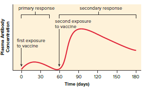 Active immunity due to immunization.
