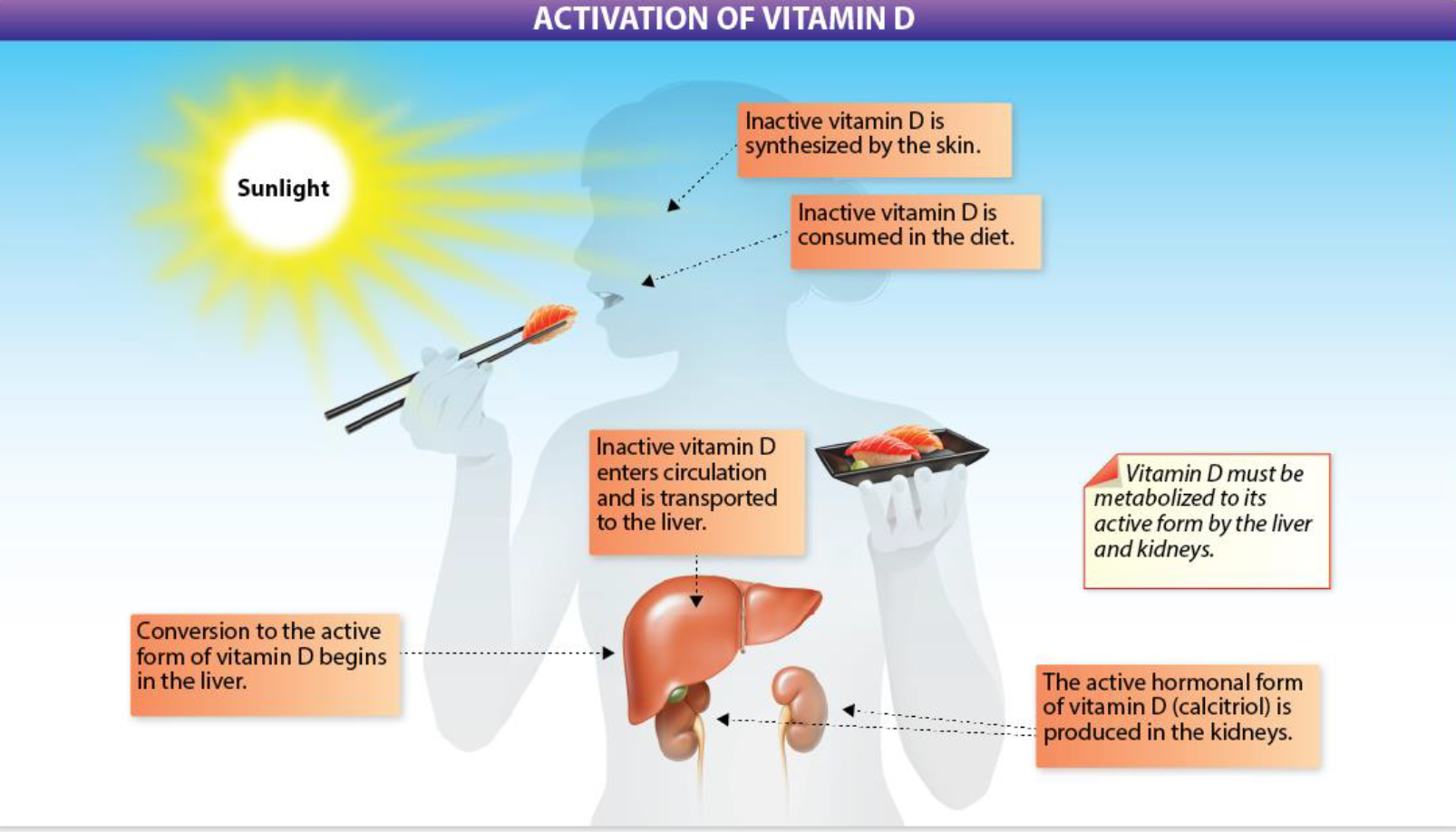 <ol><li><p>synthesis by the skin or consumed by the diet </p></li><li><p>enters circulation and is transported to the liver</p></li><li><p>conversion to active begins in the liver, anf is finished in the kidneys </p></li></ol><p></p>