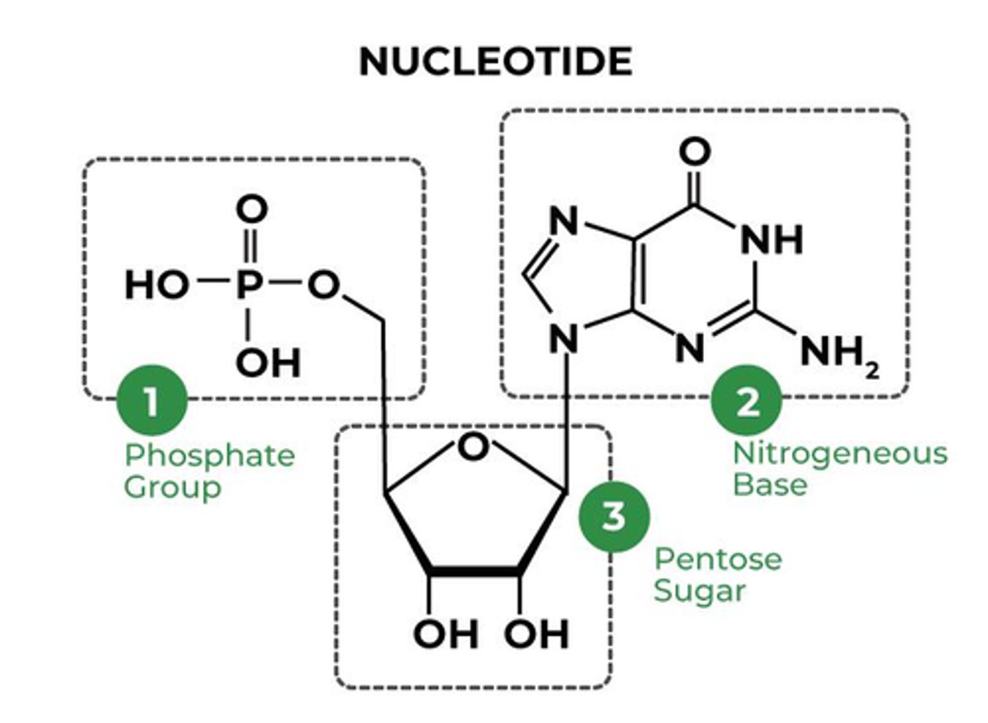 <p>1. Phosphate</p><p>2. 5 carbon sugar</p><p>3. nitrogenous base</p>