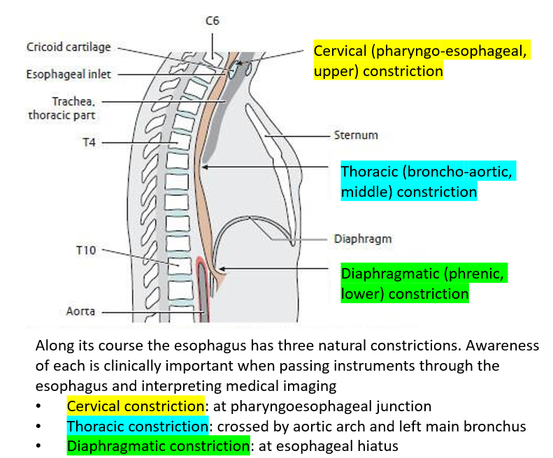 <ol><li><p><strong>Cervical constriction</strong>:at the pharyngoesophageal junction.</p></li><li><p><strong>Thoracic constriction:</strong> where the esophagus is crossed by the aortic arch and left main bronchus.</p></li><li><p><strong>Diaphragmatic constriction</strong>: at the esophageal hiatus of the diaphragm.</p></li></ol><p></p>