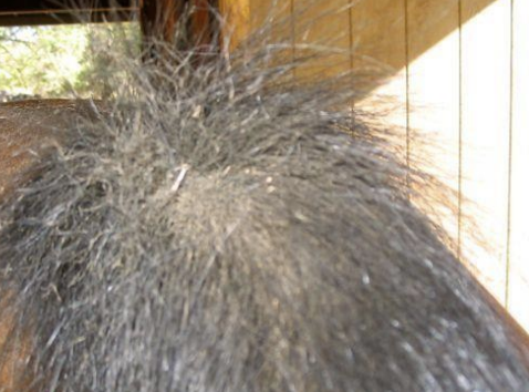 <p>Which organism is known as the pinworm of horses, is a nematode, is found in the small colon and rectum and protrudes to lay eggs, causing intense pruritus? It is seen with tail rubbing and is diagnosed by tape tests and treated with deworming.</p>