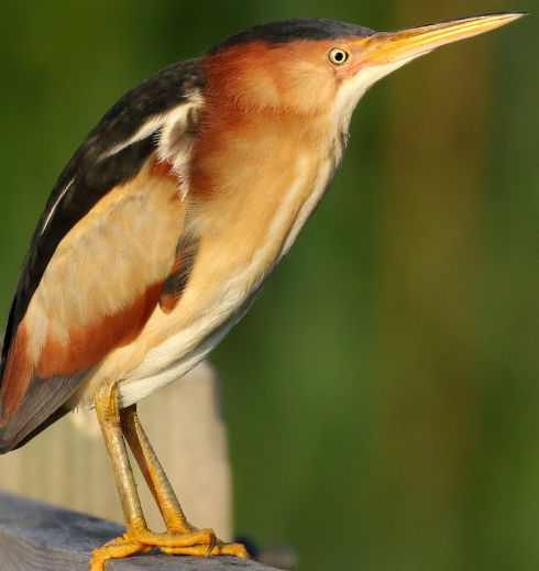 <p>What bird is this?</p>