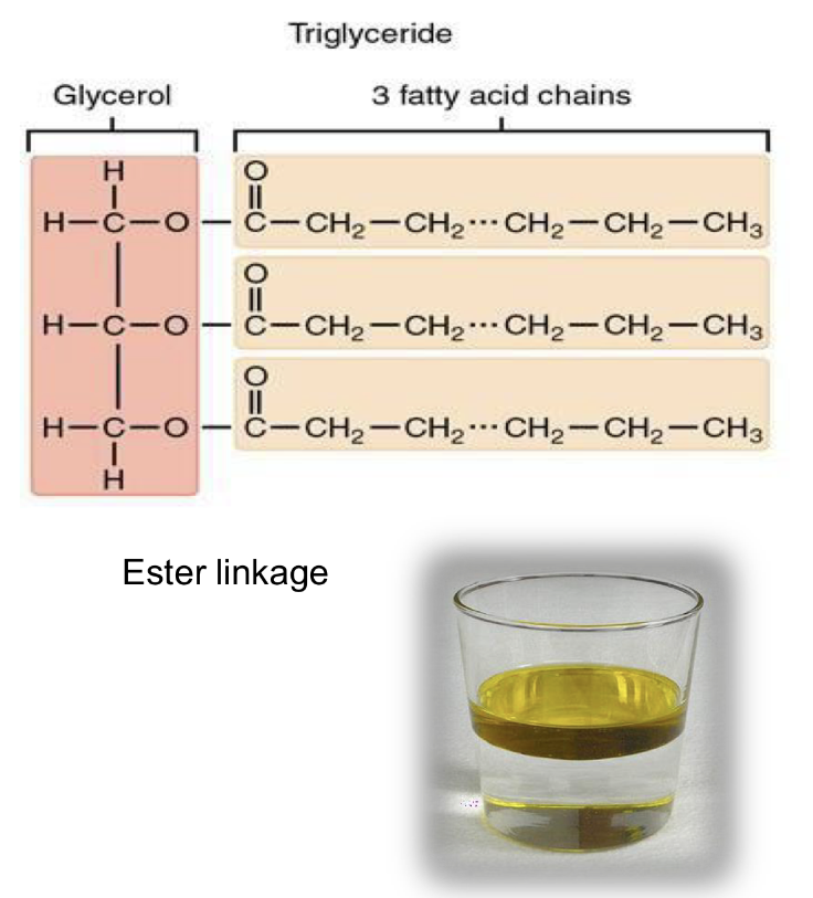 <ul><li><p>95~% lipids</p></li><li><p>glycerol backbone and 3 FA chains</p></li><li><p>insoluble in H20</p></li></ul><p></p>