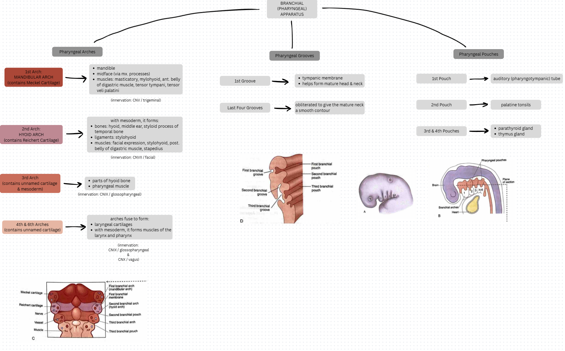 knowt flashcard image