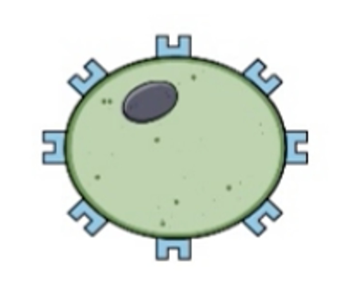 <p>Recognize antigens on pathogens and either attack them directly or coordinate the activity of other cells of the immune system </p><p>Cell mediated immunity... attack directly</p><p>DO NOT DEVELOP ANTIBODIES... role is to ATTACKWHat </p>