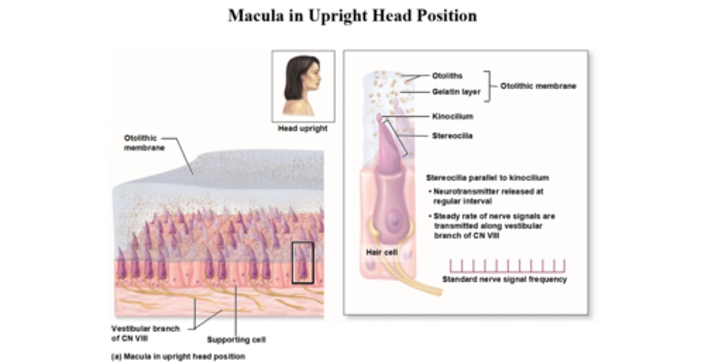 <p>Stereocilia parallel to kinocilium</p><p>- neutransmitter released at regular interval</p><p>- steady rate of nerve signals are transmitted along vestibular branch of CN VII</p><p>- standard nerve signal frequency</p>