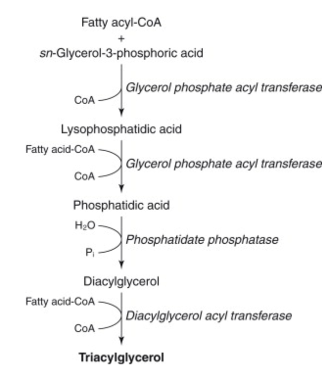 <ol><li><p>En fett-acyl-CoA reagerar med en glycerol-3-fosfat. Enzymet är acyltransferas. En CoA utgår.</p></li><li><p>Yttligare en fett-acyl-CoA adderas med acyltransferas, CoA utgår. </p></li><li><p>Vatten adderas och fosfat utgår: det bildas <strong>diacylglycerol</strong>. </p></li><li><p>Yttligare en fett-acyl-CoA adderas med acyltransferas och det bildas en TAG. </p></li></ol>