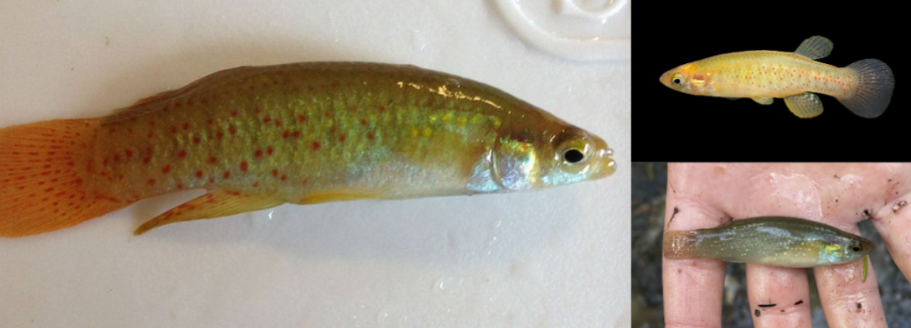 <p>golden topminnow</p><p>golden w red dots</p><p>fins toward rear of body</p><p>mouth in middle of face</p>