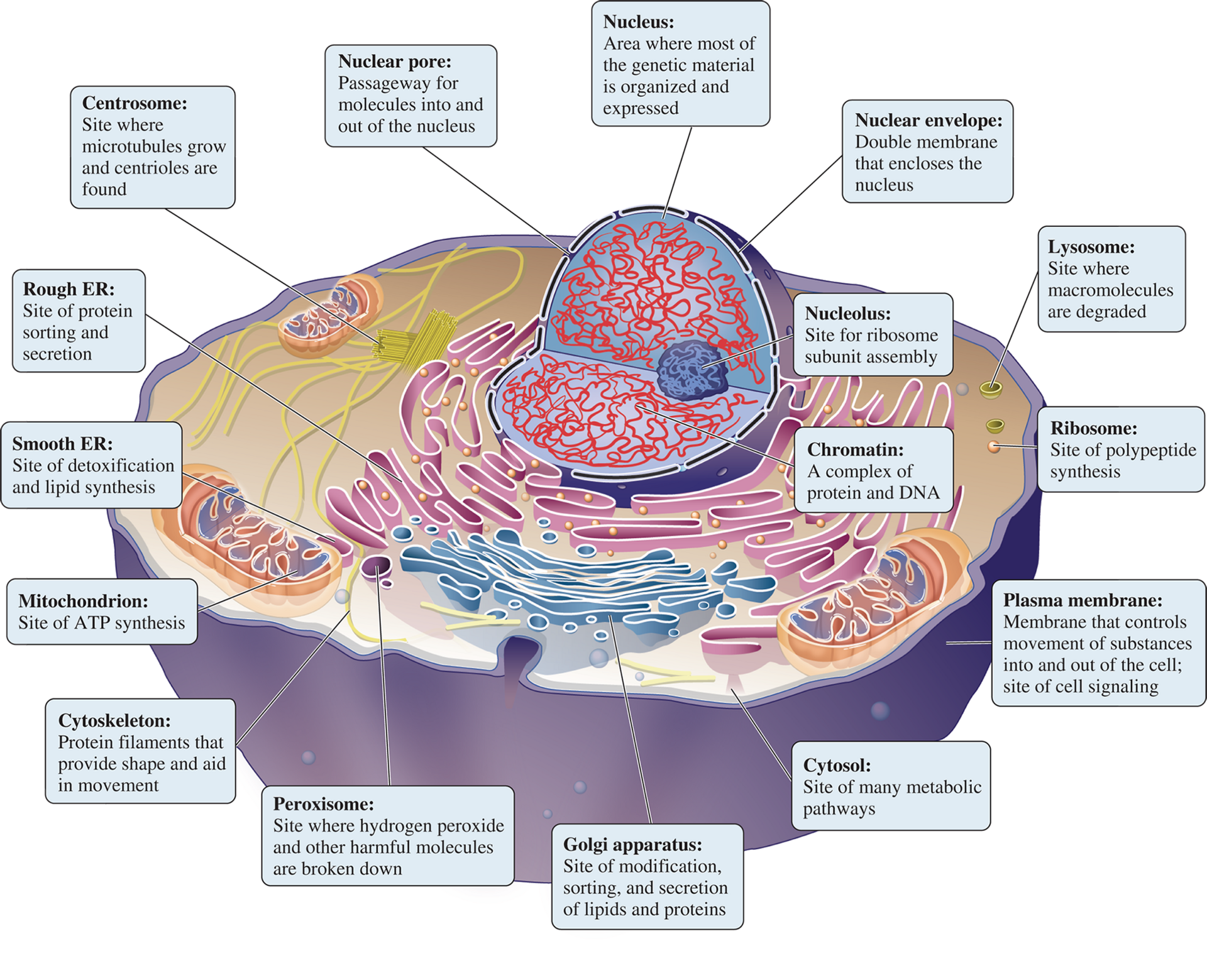 Site of modification, sorting, and secretion of lipids (fats) and proteins/protein, lipid, and carb processing
