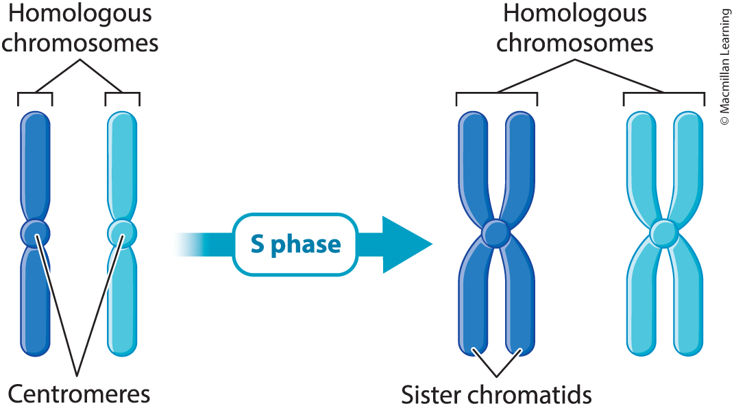 <p>Diploid (2n) means two complete sets of chromosomes, one from mom, one from dad. Haploid is a single set of chromosomes.</p><p>Looking at a pair of homologous chromosomes:</p><p>Unreplicated - One DNA molecule per chromosome, total 2 DNA molecules. One centromere each.</p><p>Replicated - Two DNA molecules per chromosome, total is 4 DNA molecules. One centromere each. One replicated chromosome consists of two sister chromatids.</p>
