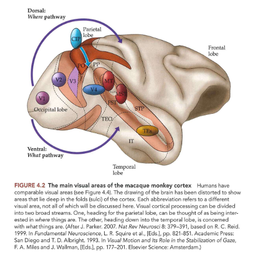 <ul><li><p>vanuit extrastriate gebieden van occipitale kwab van hersenen → visuele informatie beweegt via 2 hoofroutes:</p><ul><li><p>where-pathway = dorsale pathway</p><ul><li><p>gaat omhoog (of dorsaal) → naar pariëtale kwab</p></li><li><p>voor verwerking van informatie met betrekking tot locatie van objecten in ruimte &amp; handelingen die nodig zijn om ermee te interageren (bewegen van handen, ogen, enz.)</p></li><li><p>belangrijk bij instellen van aandacht</p></li></ul></li><li><p>what-pathway = ventrale pathway</p><ul><li><p>gaat omlaag (ventraal) → naar temporaalkwab</p></li><li><p>belangrijk voor objectherkenning</p></li></ul></li></ul></li></ul><p>→ nuttig concept, MAAR: scheiding tussen pathways zijn verre van absoluut</p><p></p>